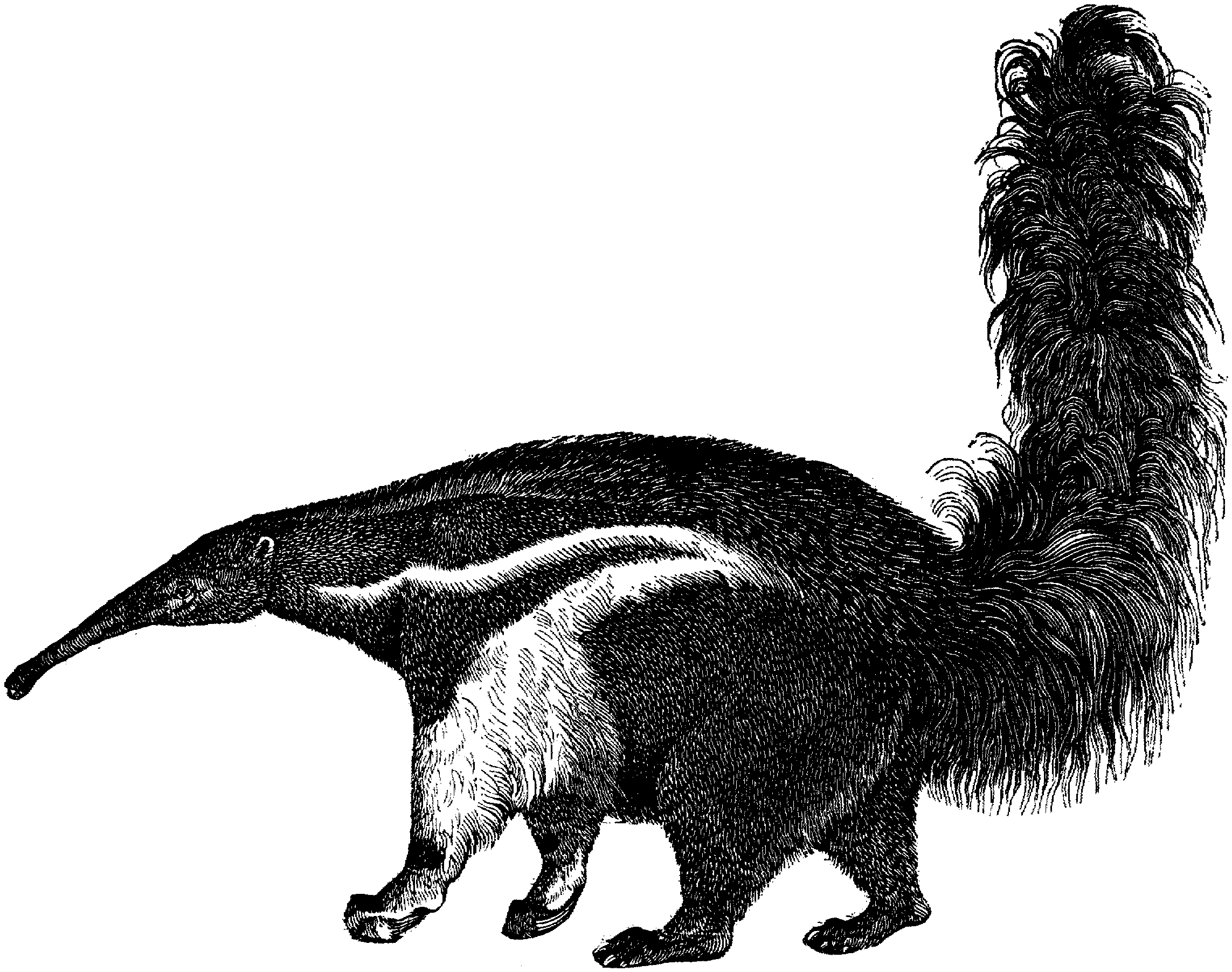giant anteater eating clipart