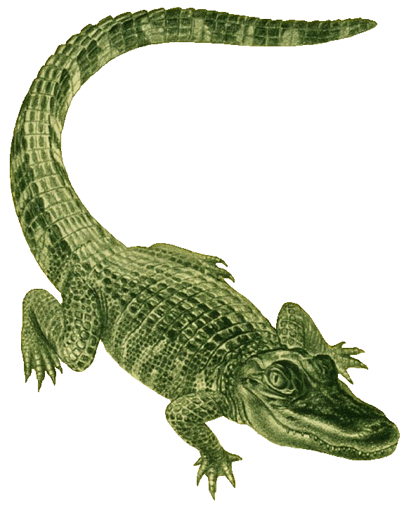  - Clipart Alligator