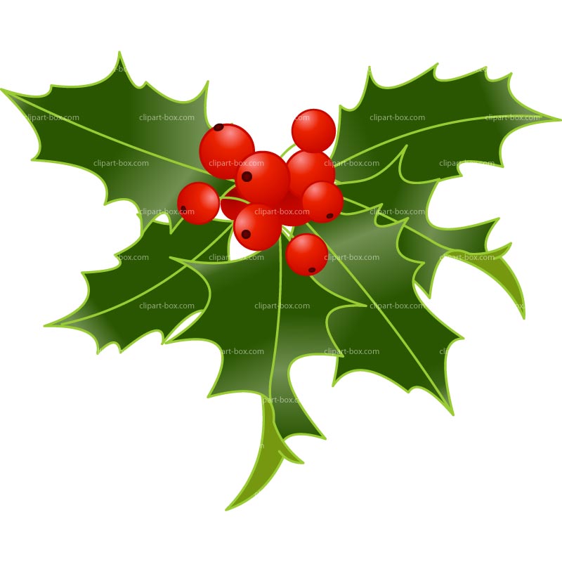 49 holly leaves and berries c