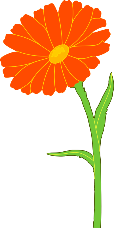 Orange Marigolds Clipart