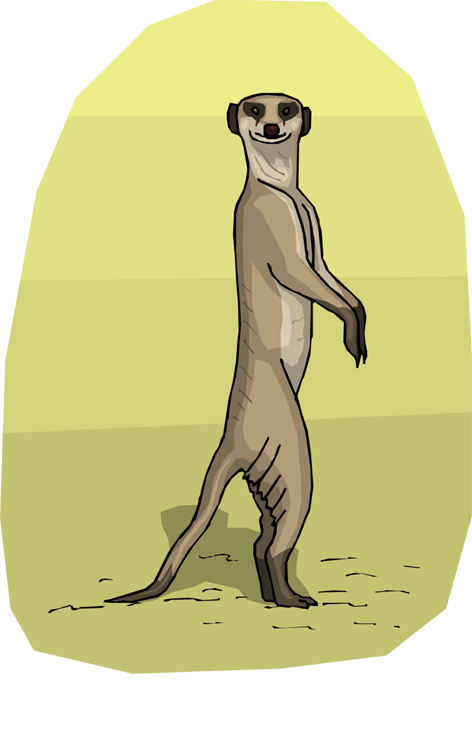 meerkat standing. Size: 58 Kb