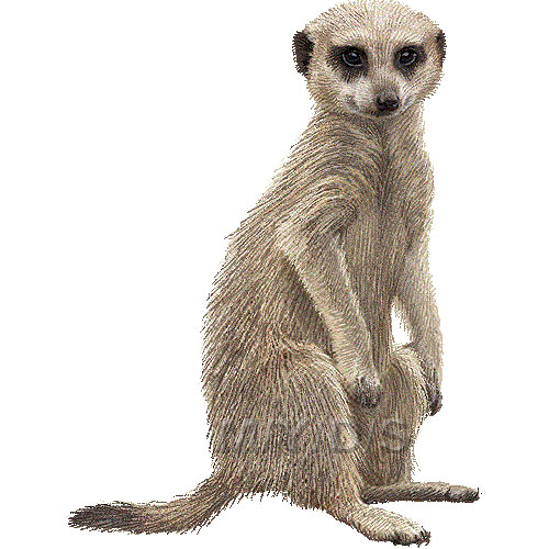 ... Curious meerkats, isolate