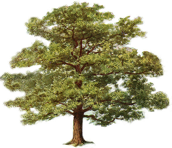 Old Oak Tree Clip Art - Bing 