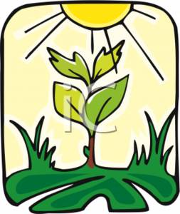 ... Photosynthesis Clipart | 