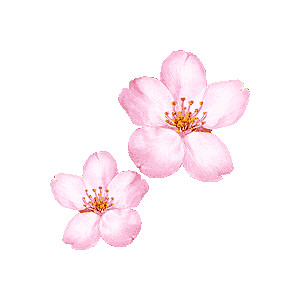 0548f028f063a8ac0e383b60a46ef5 ... 0548f028f063a8ac0e383b60a46ef5 ... Cherry Blossoms Clipart Image