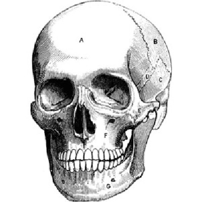 Skull viewed from front