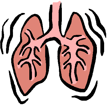 10 Respiratory System Clip Ar - Respiratory System Clipart