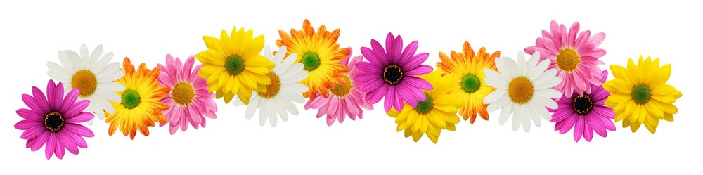 10 Spring Flowers Border Free - Clipart Spring Flowers