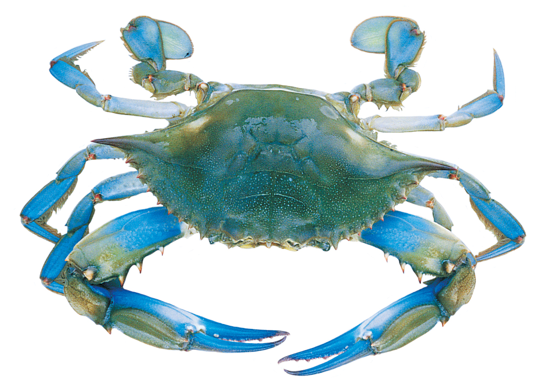 1000  images about Blue Crab .