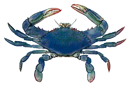 1000  images about Blue Crab .