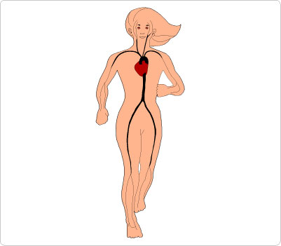 1000  images about HUMAN BODY CLIP ART on Pinterest | Circulatory system, Biology and Medical
