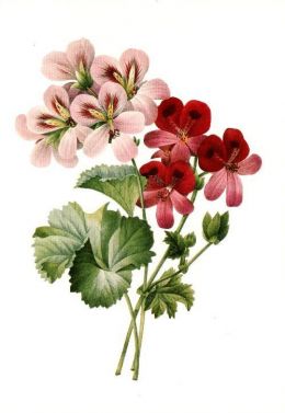 1000  images about Vintage flowers on Pinterest | Flower prints, Clip art and Pink roses
