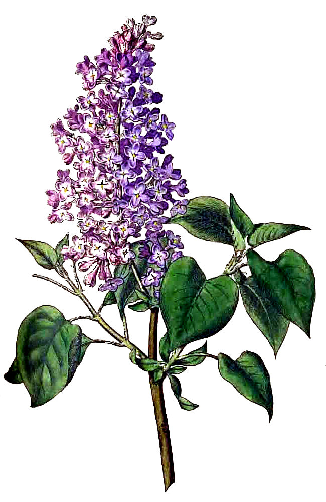 14 Lilac Clip Art Free Cliparts That You Can Download To You Computer
