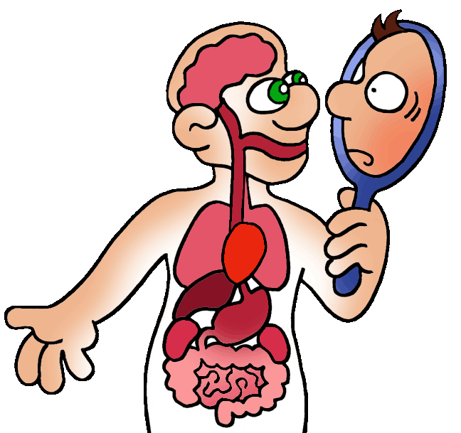 27  Digestive System Without  - Digestive System Clipart