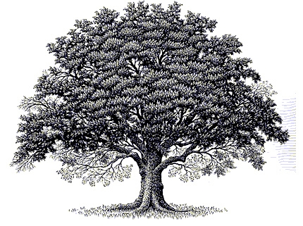 329840938-tree-clip-art-oak-  - Oak Tree Clipart