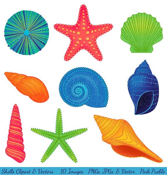 Seashell clipart black and wh