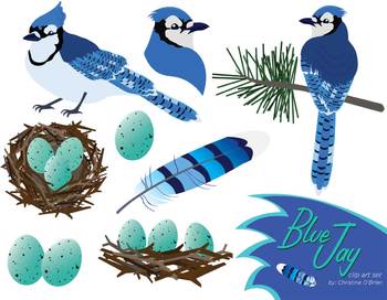 78  images about blue jay art - Blue Jay Clip Art