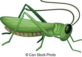 ... A grasshopper - Illustration of a grasshopper on a white.