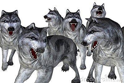 gray wolf clipart. Size: 37 K