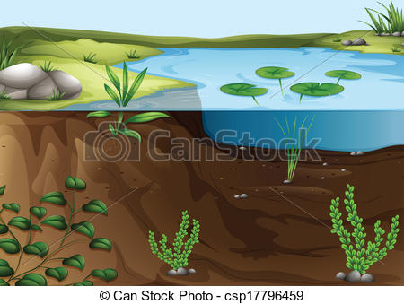 ... A pond ecosystem - Illustration of a pond ecosystem
