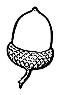 Acorn Clipart Affordable And 