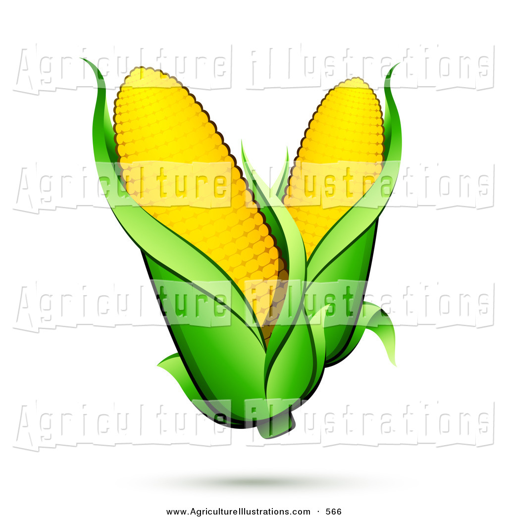 Agriculture Clipart of a Couple Ears of Corn with Green Husks and a  ShadowCouple Ears of
