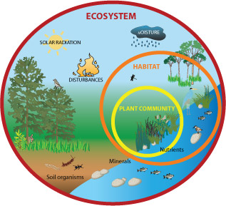 All About Ecosystems Easy Science For Kids A Diagram Of An Ecosystem