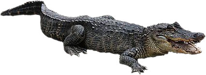 alligator on bank