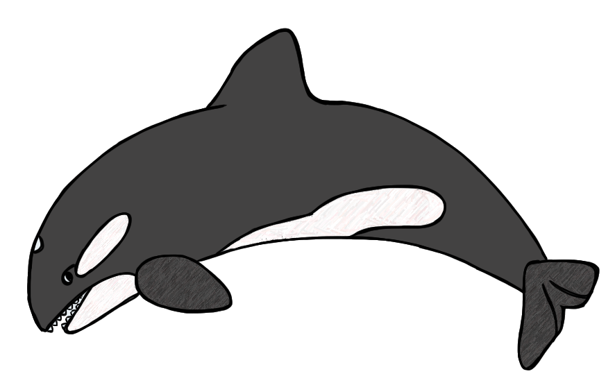 Cute realistic killer whale; 