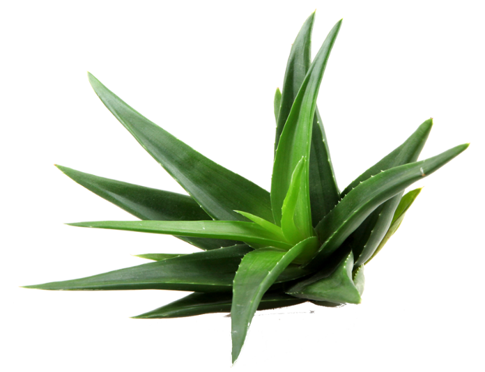 Aloe-vera. Element for design