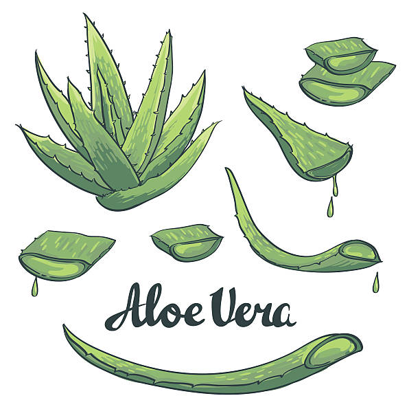 Aloe vera hand drawn set. Vector illustration vector art illustration