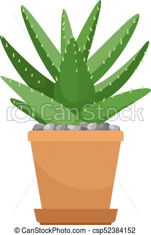 Aloe vera in flower pot - csp52384152
