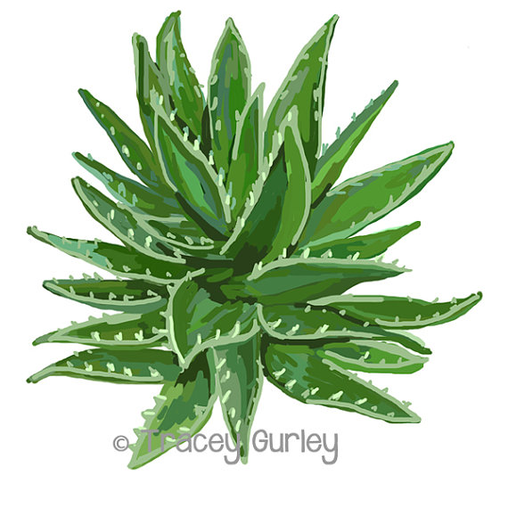 Aloe Vera Plant Art - Original Art Download, 2 files, aloe clip art, aloe  printable