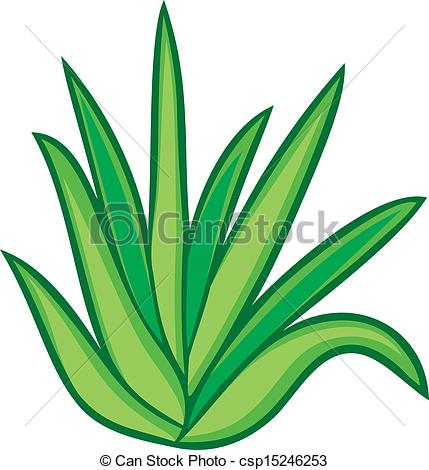 aloe vera plant - csp15246253 - Aloe Clipart