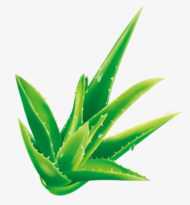 fresh cartoon aloe vera, Fresh, Flowers And Plants, Aloe Vera PNG Image and
