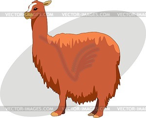 alpaca: funny alpaca Illustra