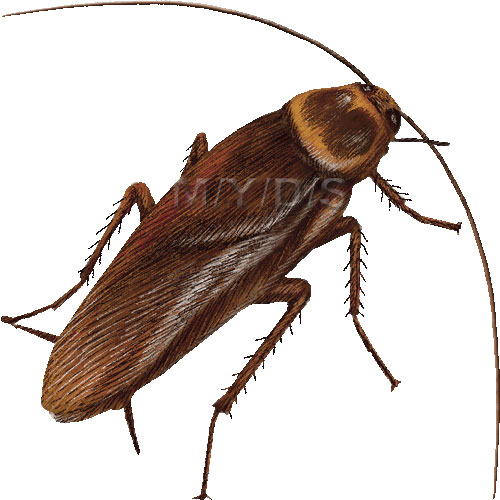Clipart cockroach color
