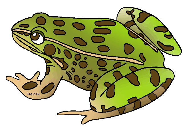 Amphibian clipart #2