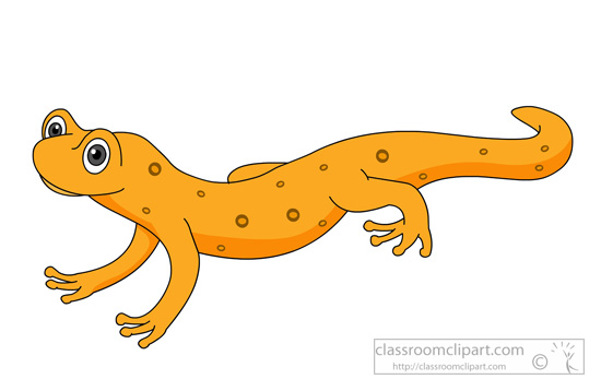 Amphibian Spotted Newt Clipart