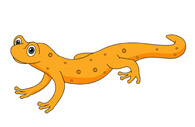 Amphibian Spotted Newt Clipart Size: 56 Kb