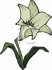 An Easter Lily Clip Art Image