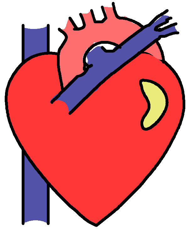 anatomical heart clip art