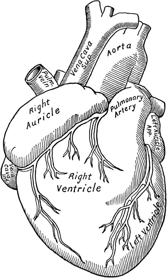 human heart vector art .