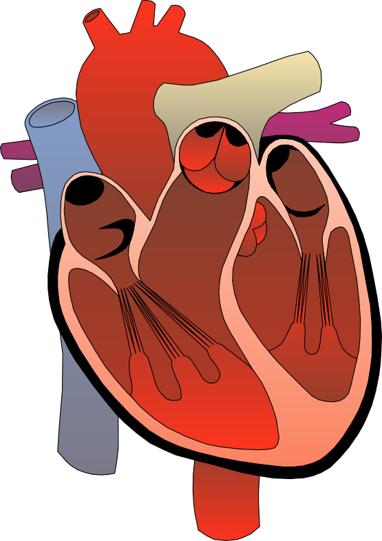 Human heart clipart drawing -