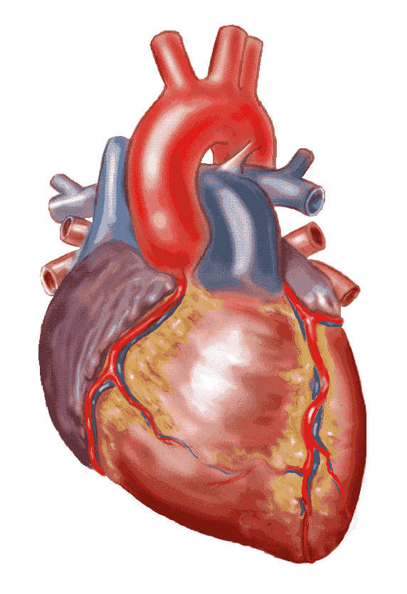 Anatomy Clip Art; Heart . - Anatomical Heart Clipart