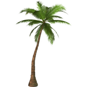 ... Clipart palm tree free - 