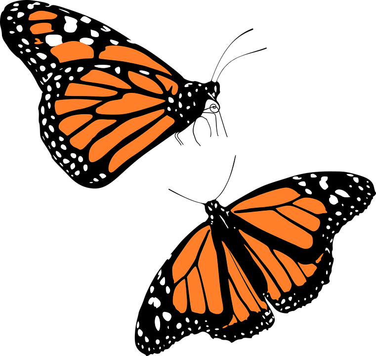 Animal, Butterflies, Butterfl - Monarch Butterfly Clip Art