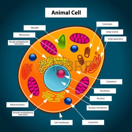 animal cell: Animal Cell