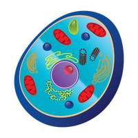 ... Animal cell clipart ...