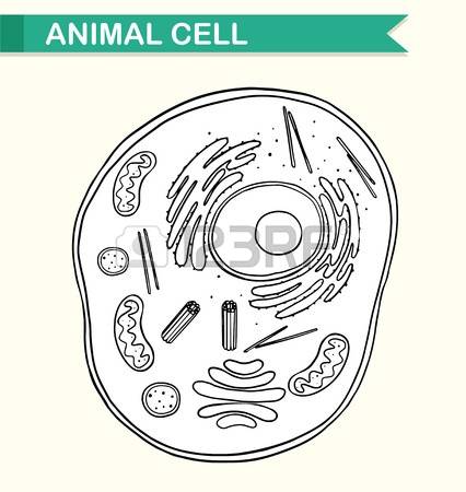 animal cell: Diagram showing animal cell illustration